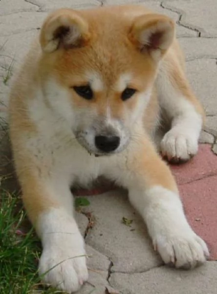  regalo akita inu disponibili bellissimi cuccioli già vaccinati sverminati e iscritti in anagrafe ca
