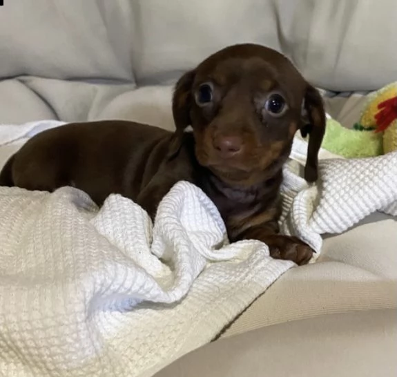 regalo adorabili cuccioli  bassotto femminucce e maschietti