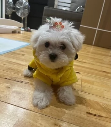 cuccioli maltese
