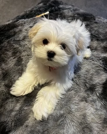 cuccioli maltese | Foto 0