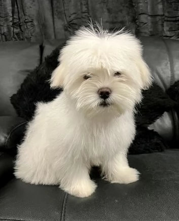 cuccioli piccoli maltesi | Foto 0