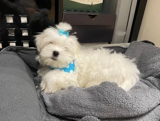 cuccioli piccoli maltesi