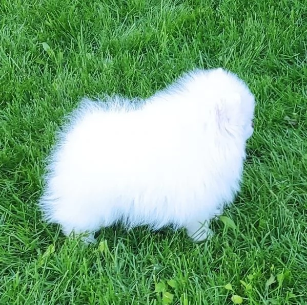 spitz pomerania maschio e femmina | Foto 0