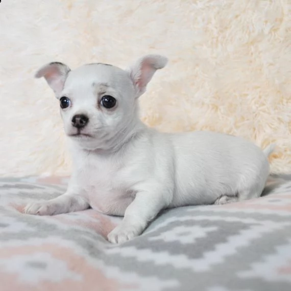 chihuahua cuccioli per l'adozione