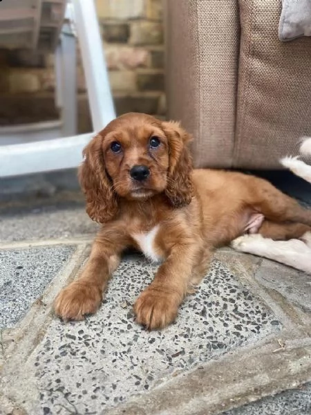 cuccioli di cavalier king  femminucce e maschietti per l'adozione gratuita