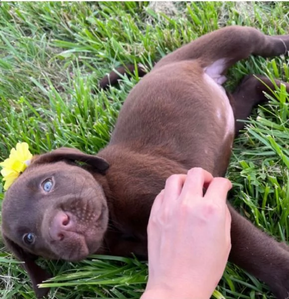 regalo cuccioli labrador .