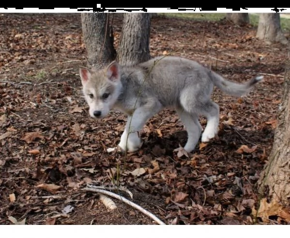 disponibili cuccioli di lupo cecoslovacco | Foto 2