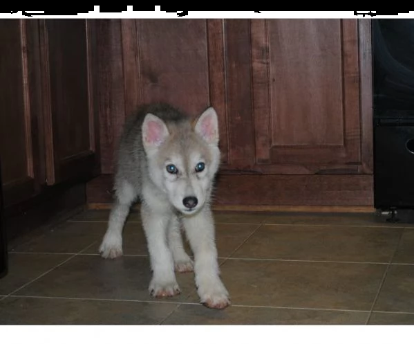 disponibili cuccioli di lupo cecoslovacco | Foto 1