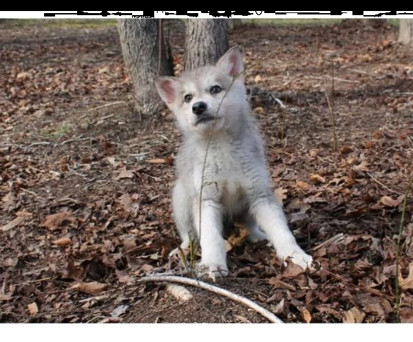 disponibili cuccioli di lupo cecoslovacco | Foto 0