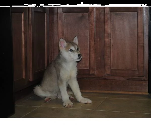 disponibili cuccioli di lupo cecoslovacco