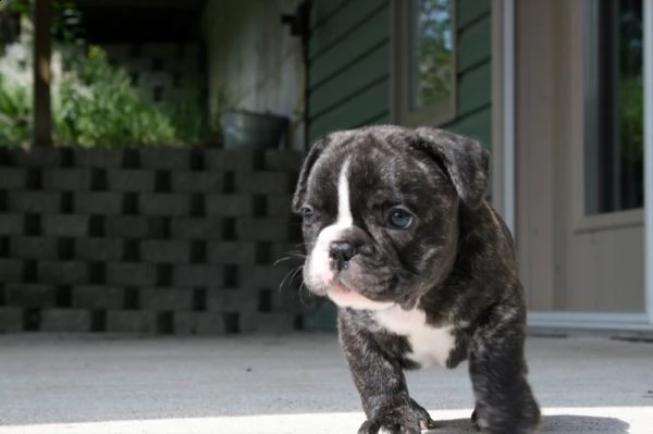 cuccioli di bulldog francese | Foto 1