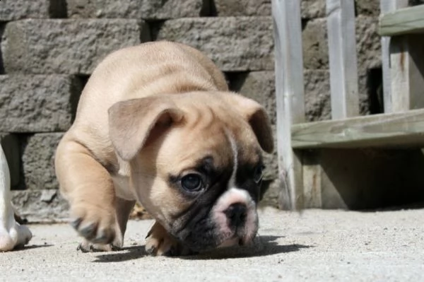 cuccioli di bulldog francese | Foto 0