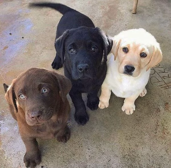   regalo cuccioli labrador bellissimi cuccioli di labrador di prima scelta in pronta consegna microc