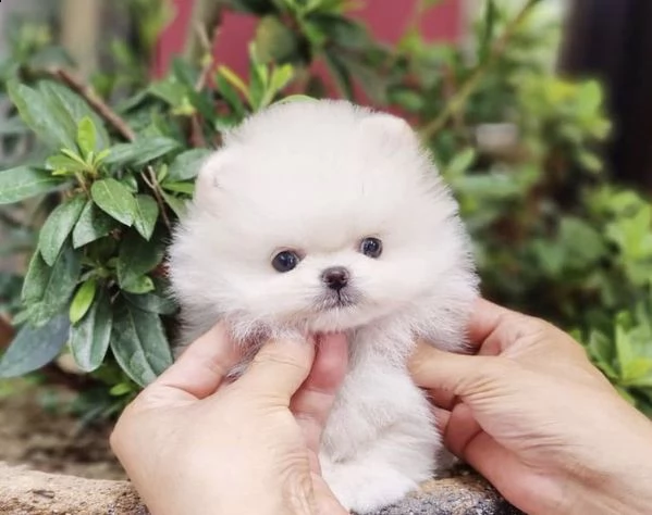 regalo pomerania cuccioli (maschio e femmina)