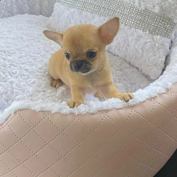regalo cuccioli chihuahua