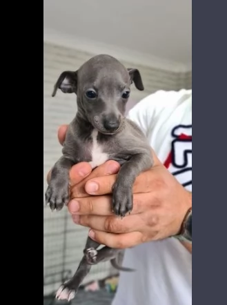 splendidi cuccioli di levriero italiano blue