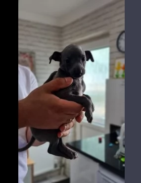 splendidi cuccioli di levriero italiano blue | Foto 0