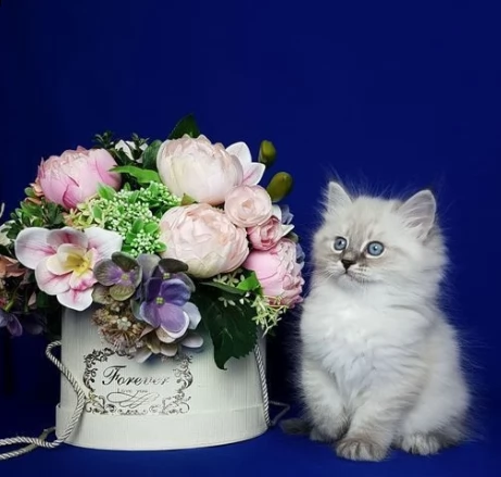 bellissimi cuccioli di siberiano neva