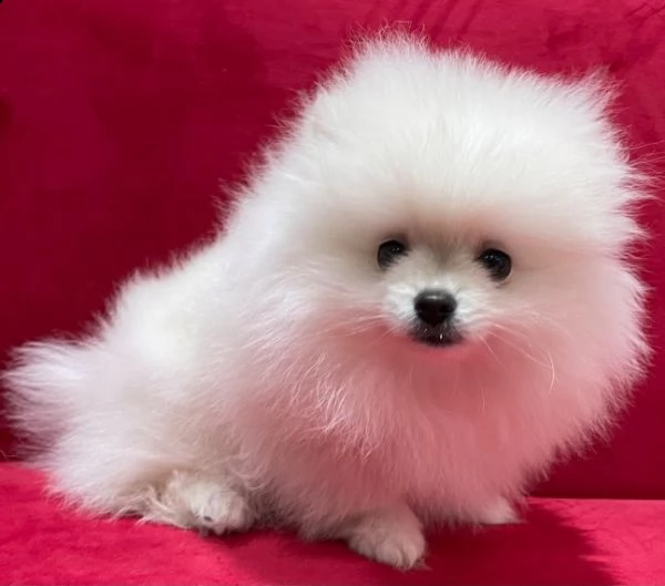 due cuccioloni volpino di pomerania