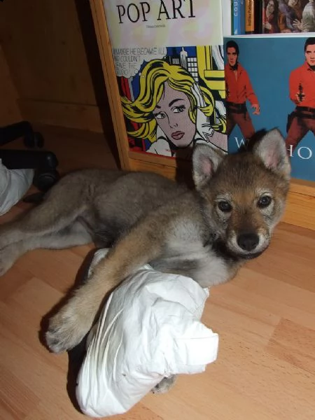cuccioli di lupo cecoslovacco | Foto 2