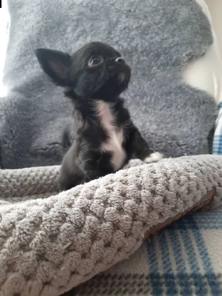   chihuahua cuccioli introvabili cuccioli di chihuahua intelligenti e dolcissimi attaccati al padron