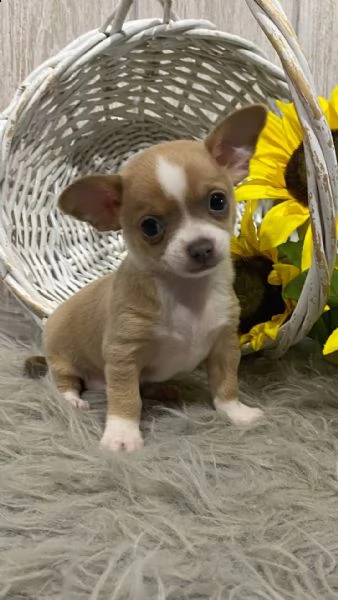 chihuahua cuccioli introvabili cuccioli di chihuahua intelligenti e dolcissimi attaccati al padrone