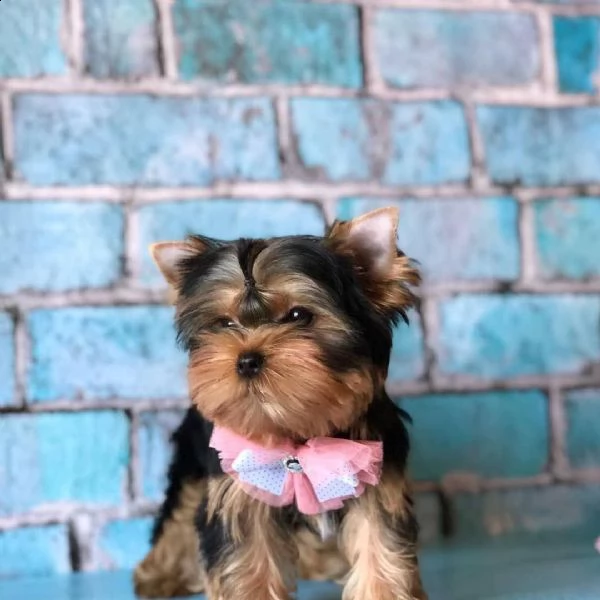 cuccioli di yorkshire  per adozione