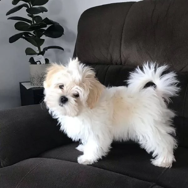 regalo maltese mini toy[at][at] | Foto 0