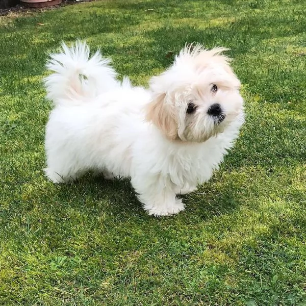 regalo maltese mini toy[at][at]