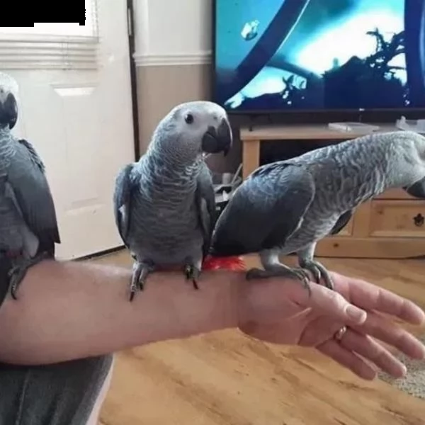 africangrey parrots and macaws