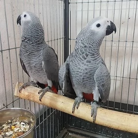 male or female parrot