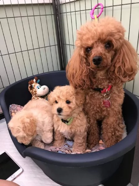 maltipoo puppies for sale | Foto 0