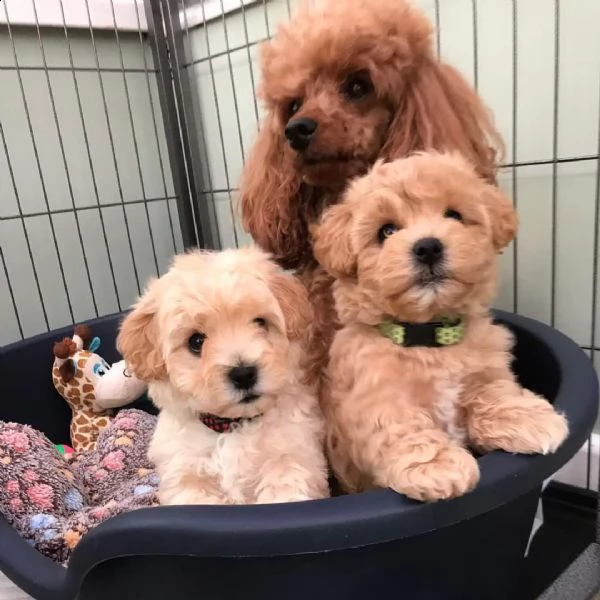 maltipoo puppies for sale