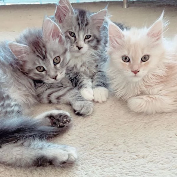 maine coons kitten's for sale | Foto 0