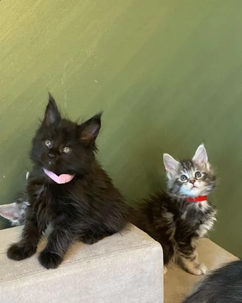 maine coons kitten's for sale