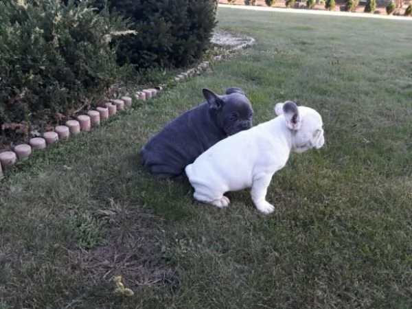 cuccioli di bulldog sbalorditivi molto sicuri e giocherelloni | Foto 1