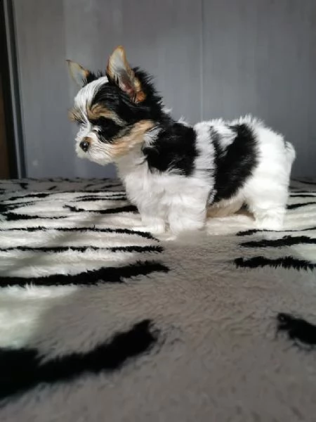 offerte disponibile bello cuccioli yorkshire biewer taglia piccola 