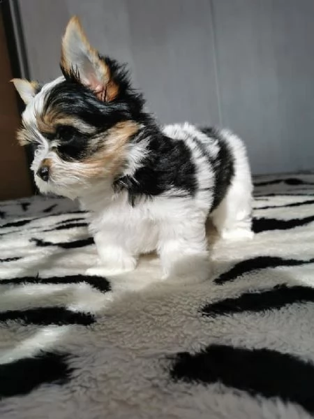 offerte disponibile bello cuccioli yorkshire biewer taglia piccola  | Foto 0