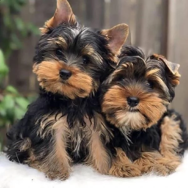yorkie puppies for sale | Foto 0