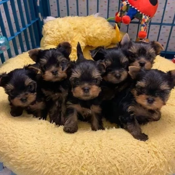 yorkie puppies for sale
