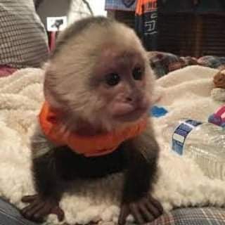 super cute capuchin monkeys | Foto 0
