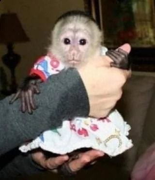 capuchin monkey for sale