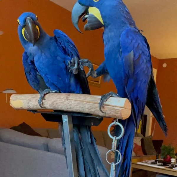 africangrey parrots and macaws | Foto 0