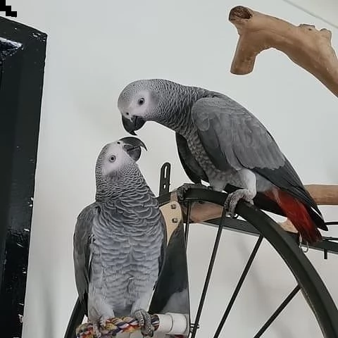 africangrey parrots and macaws