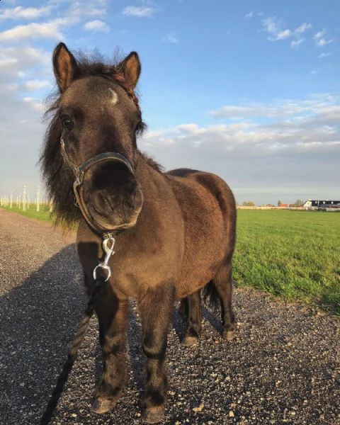 ponies for sale | Foto 0