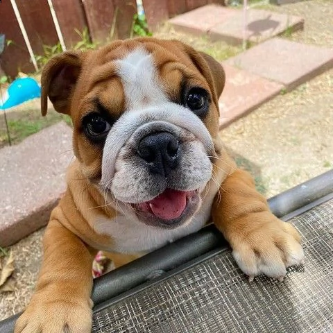 cuccioli di bulldog inglese