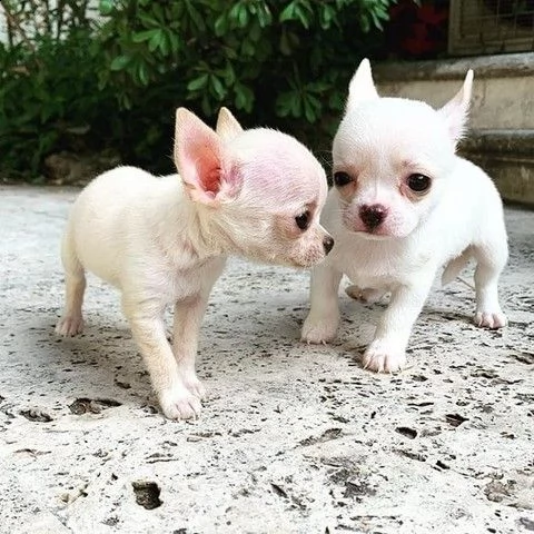 disponibili cuccioli di chihuahua