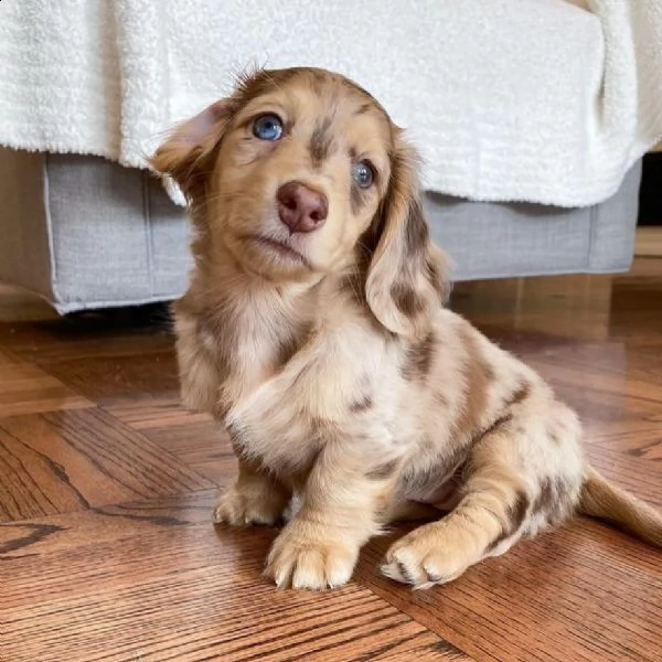 regalo adorabili cuccioli  bassotto femminucce e maschietti disponibili