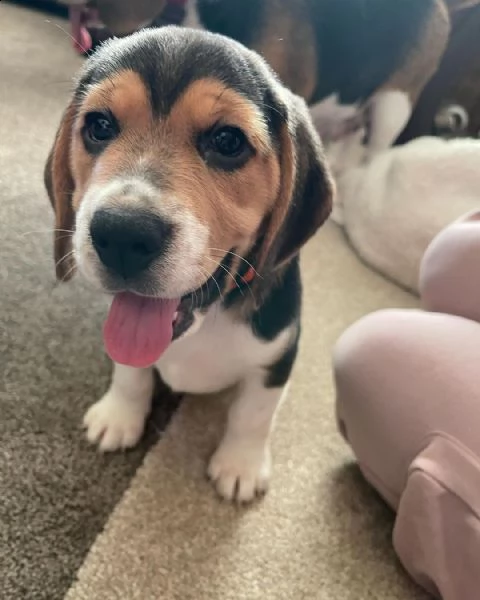 regalo beagle cuccioli meravigliosi ! 