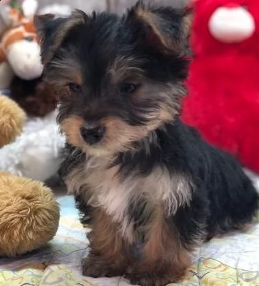 piccoli cuccioli di yorkie di qualità